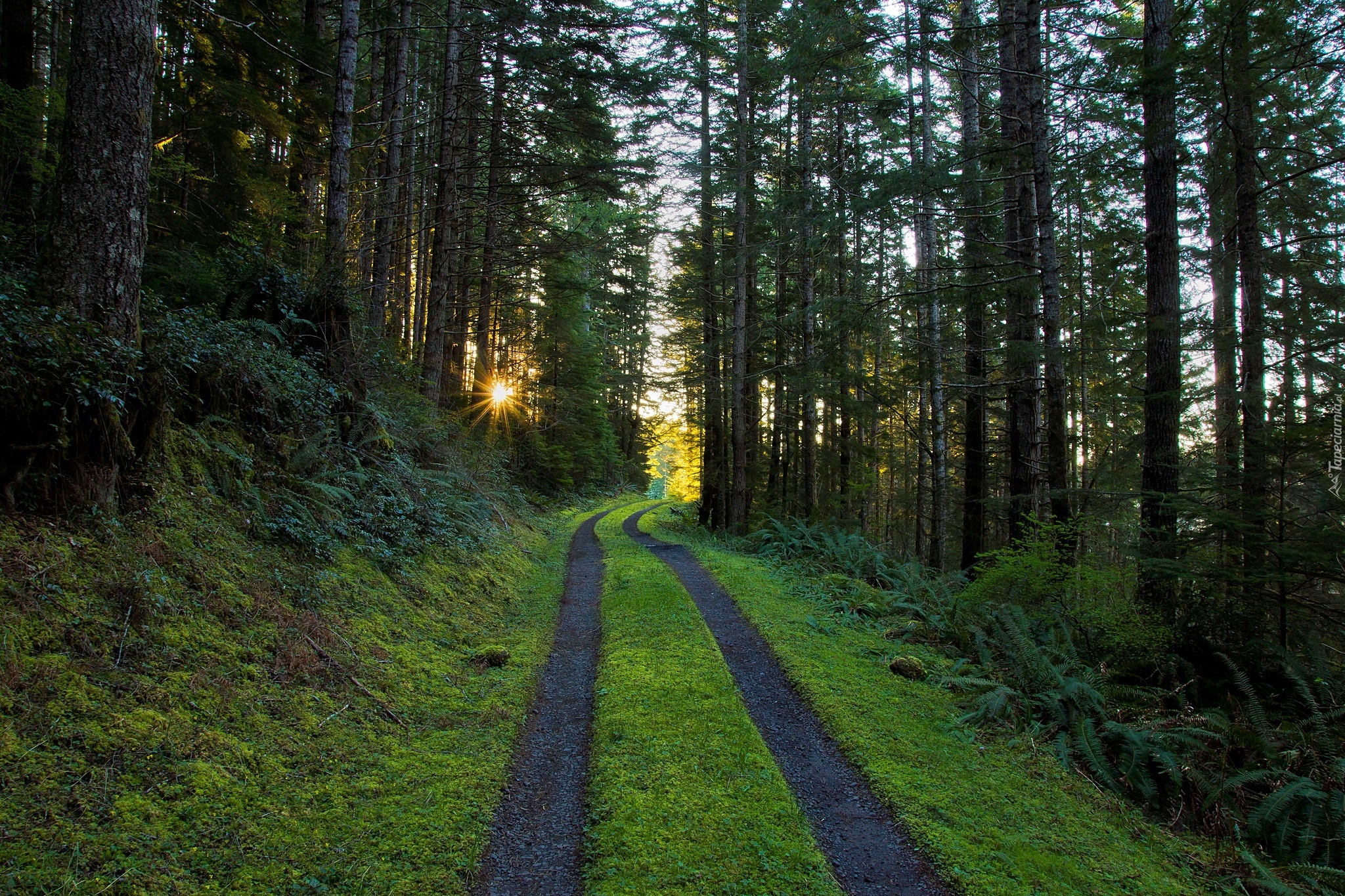 Twin-track moss-covered forest road winding through tall evergreen trees with golden sunburst light